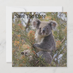 Save The Date Grevillea Koala Bear,
