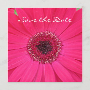 Save The Date La marguerite de Gerbera rose chaud Sauvez l'invit