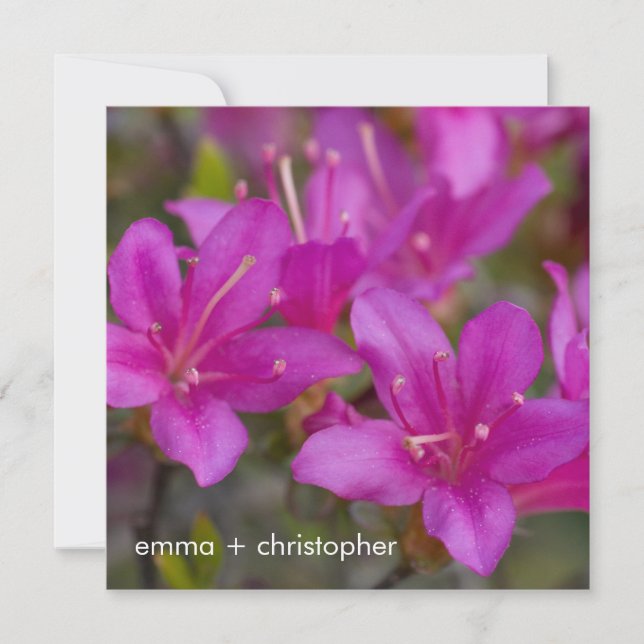 Save The Date Magenta Azalea DSC 1724 (Devant)