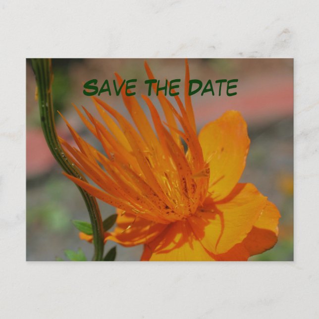 Save The Date Orange Flower Photography Postcard (Front)