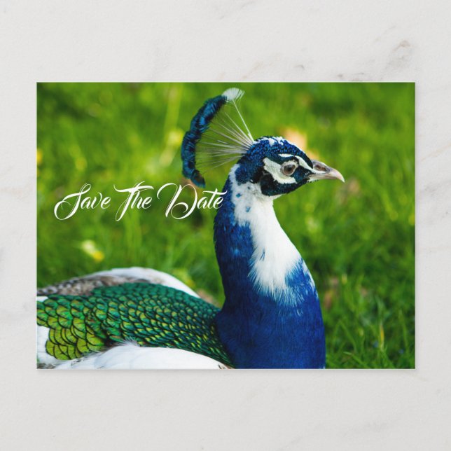 Save The Date Peacock Bird  Postcard (Front)