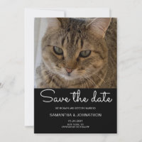 Photo de chat mariage