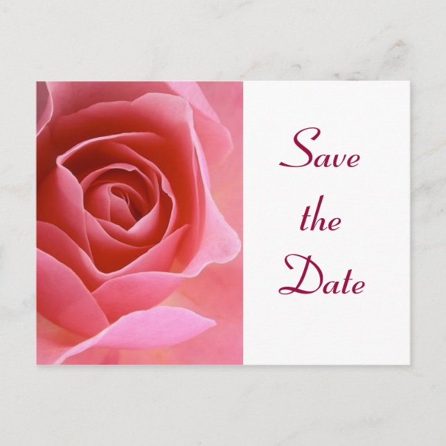 Save the Date Pink Rose Announcement Postcard (Front)