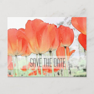 Save the date, red tulip flowers art photo announcement postcard