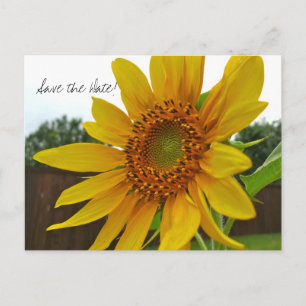 Save the Date Sunflower postcard