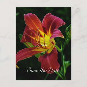 save the date, tiger lily flower announcement postcard