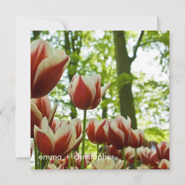 Save The Date Tulipes rouges et blanches DSC0869 (Devant)