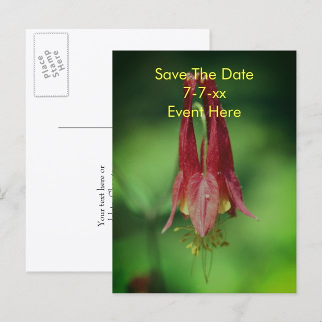 Save The Date Wild Columbine Flower  Announcement Postcard (Front/Back)