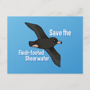 Save the Flesh-footed Shearwater Postcard
