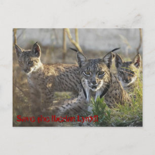 Save the Iberian Lynx!! 3 Postcard