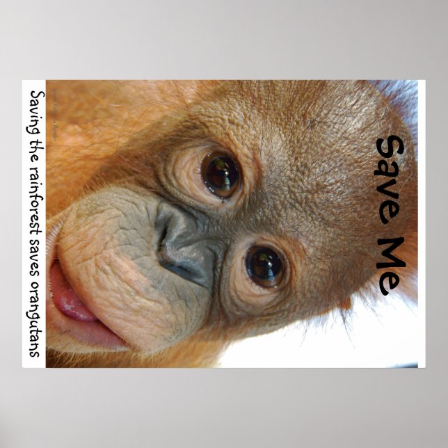 Save the Orangutans and Rainforest Poster (Front)