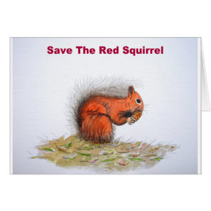 Save the red squirrel