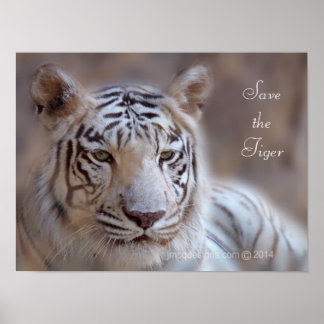 Save the Tiger White Bengal Tiger Poster