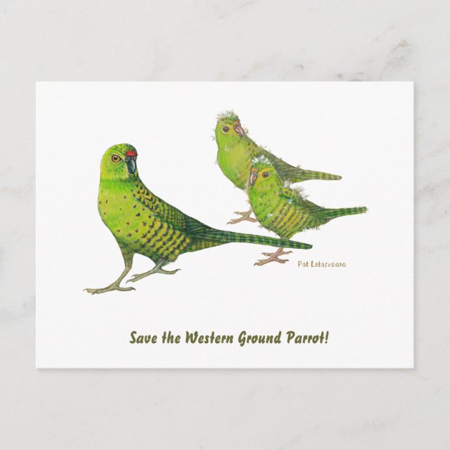 Save the Western Ground Parrot! Postcard (Front)