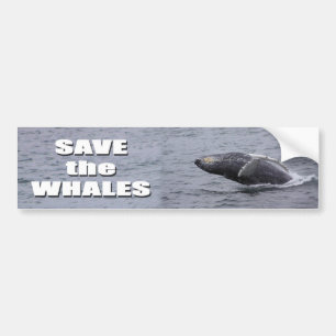 Save the Whales bumper sticker