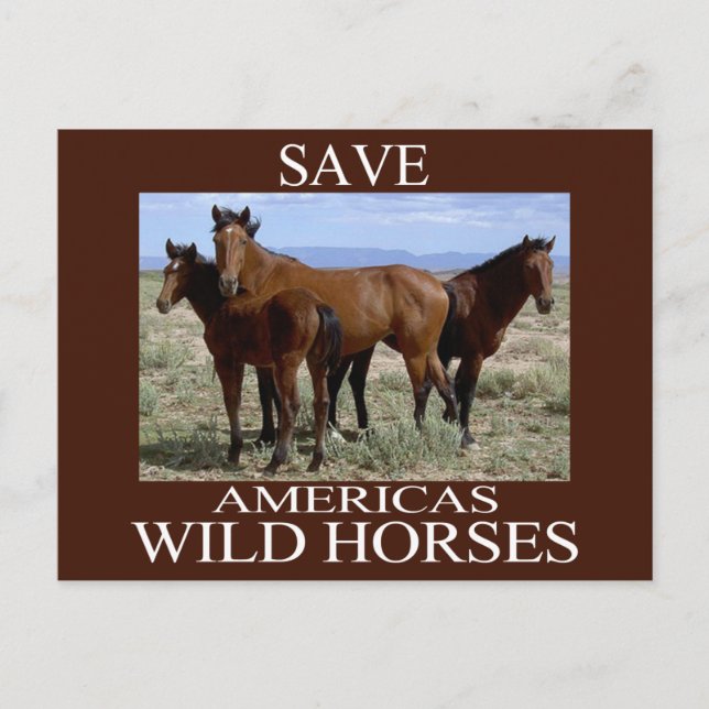 Save the Wild Horses Postcard (Front)