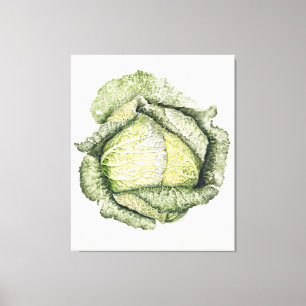 Savoy Cabbage Canvas Print