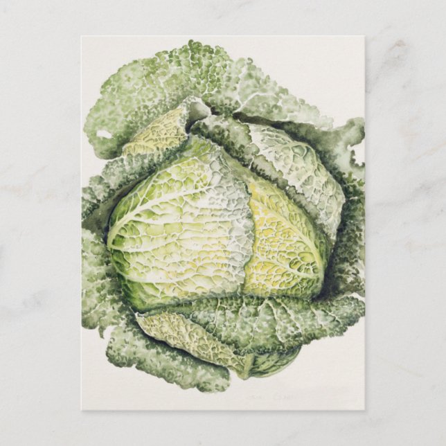 Savoy Cabbage Postcard (Front)