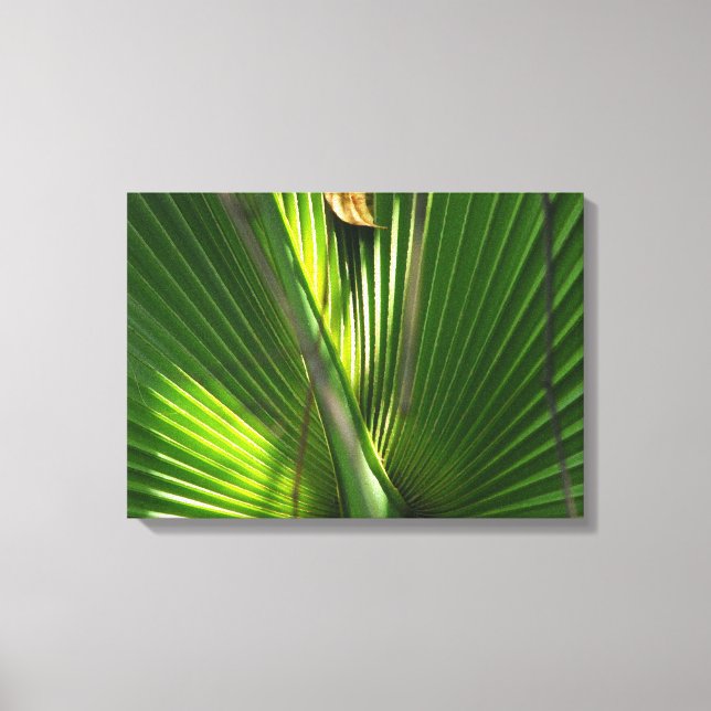 Saw Palmetto Photo Closeup Canvas Print (Front)