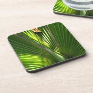 Saw Palmetto Photo Closeup Coaster