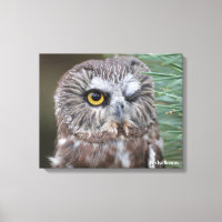 Saw-whet Owl