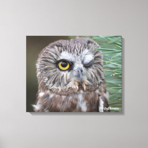 Saw-whet Owl Canvas Print