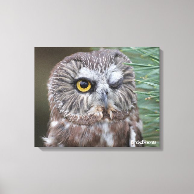 Saw-whet Owl Canvas Print (Front)