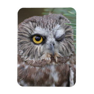 Saw-whet Owl Magnet
