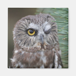 Saw-whet Owl Magnet