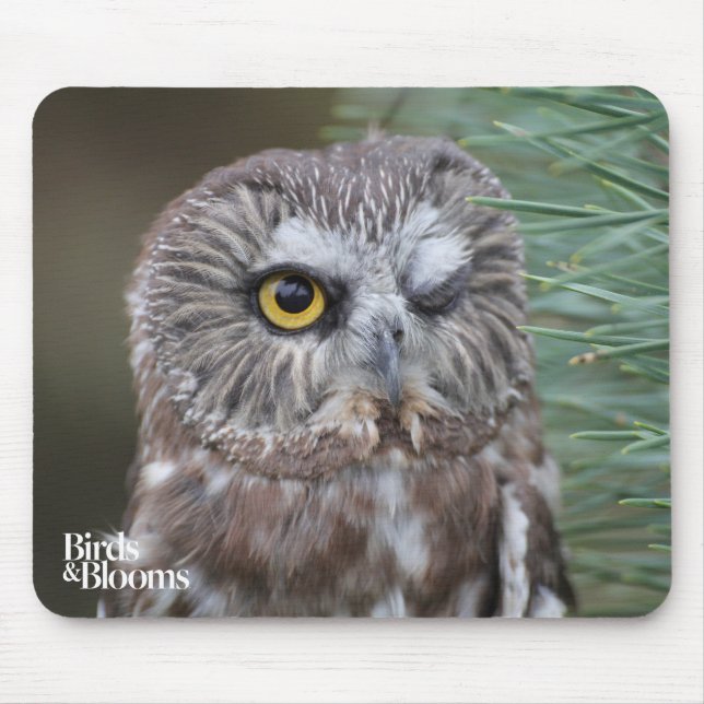 Saw-whet Owl Mouse Pad (Front)