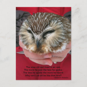Saw-whet Owl Poem Postcard