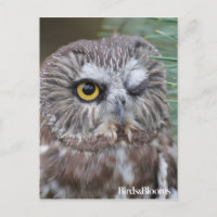 Saw-whet Owl