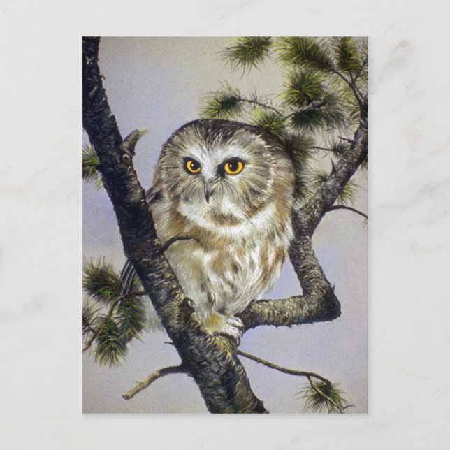 Saw-Whet Owl Postcard (Front)