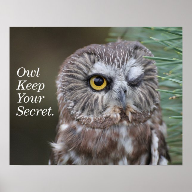 Saw-whet Owl Poster (Front)