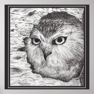 Saw-Whet Owl  Poster