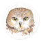 Saw Whet Owl Sticker
