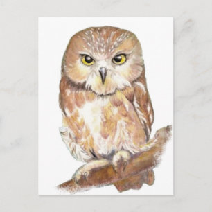 Saw Whet Owl, Watercolor Bird Collection Postcard