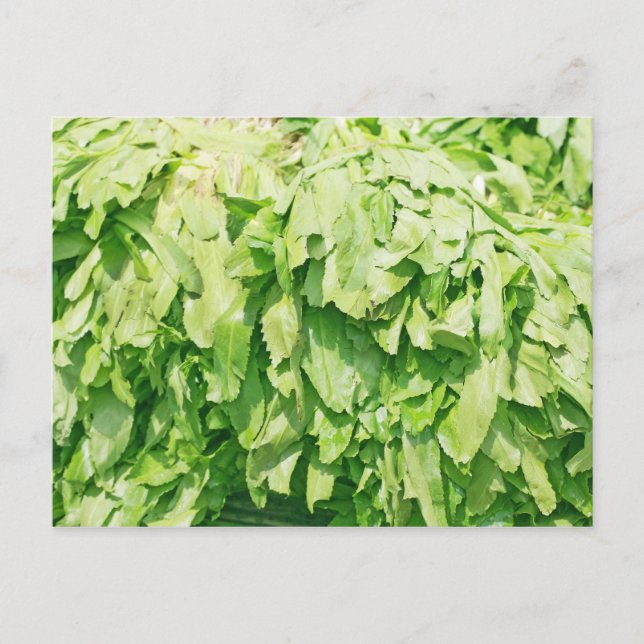 Sawtooth Coriander - Eryngium foetidum background Postcard (Front)