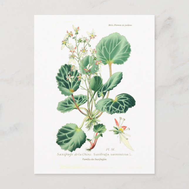 Saxifraga sarmentosa postcard (Front)