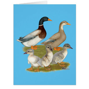 Saxony Duck Family