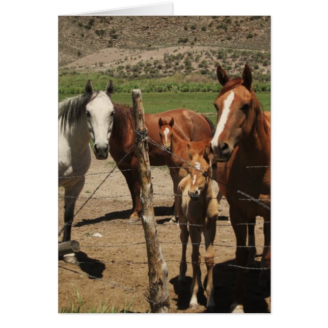 Say Cheese.....! (Front)