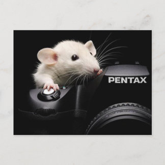 Say Cheese! Postcard