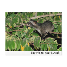 Say No to Kopi Luwak Postcard