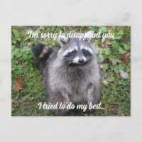 Say Sorry Raccoon Apologize