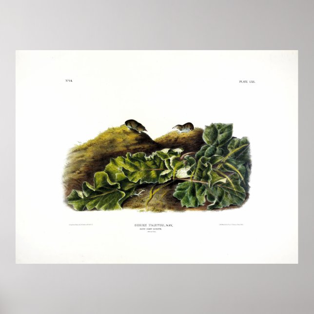 Say's Least Shrew, or North American Least Shrew Poster (Front)