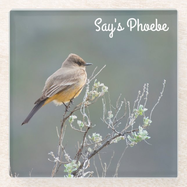 Say's Phoebe Glass Coaster (Front)