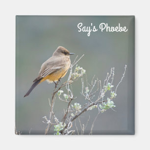 Say's Phoebe in the sage Magnet