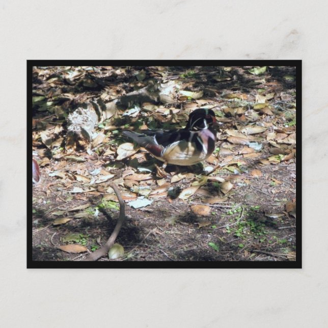 Sc Wood Duck Postcard (Front)