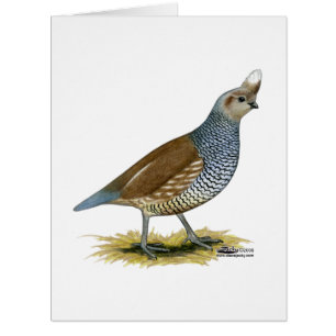 Scaled Quail