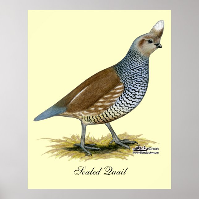 Scaled Quail Poster (Front)